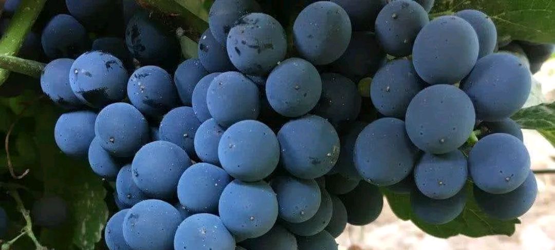 美乐葡萄酒的"与众不同"