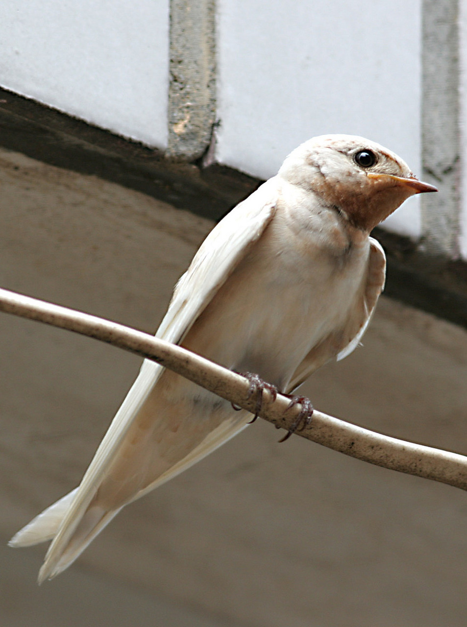 百灵鸟的美丽和优雅,不仅体现在它们的外表上,更体现在它们的生活习性
