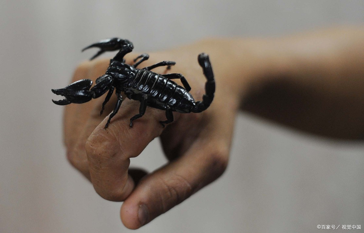 盘点世界上最毒的动物