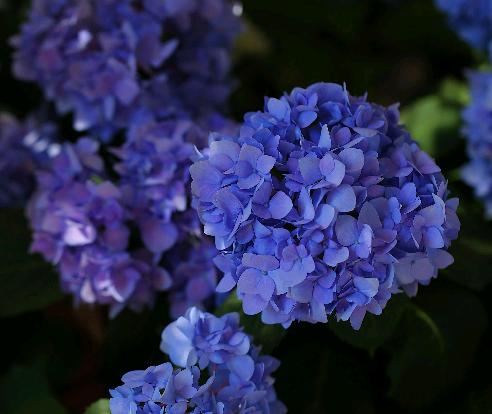 冬季刚入手的绣球无尽夏,如果想换盆该怎么操作,3招就搞定