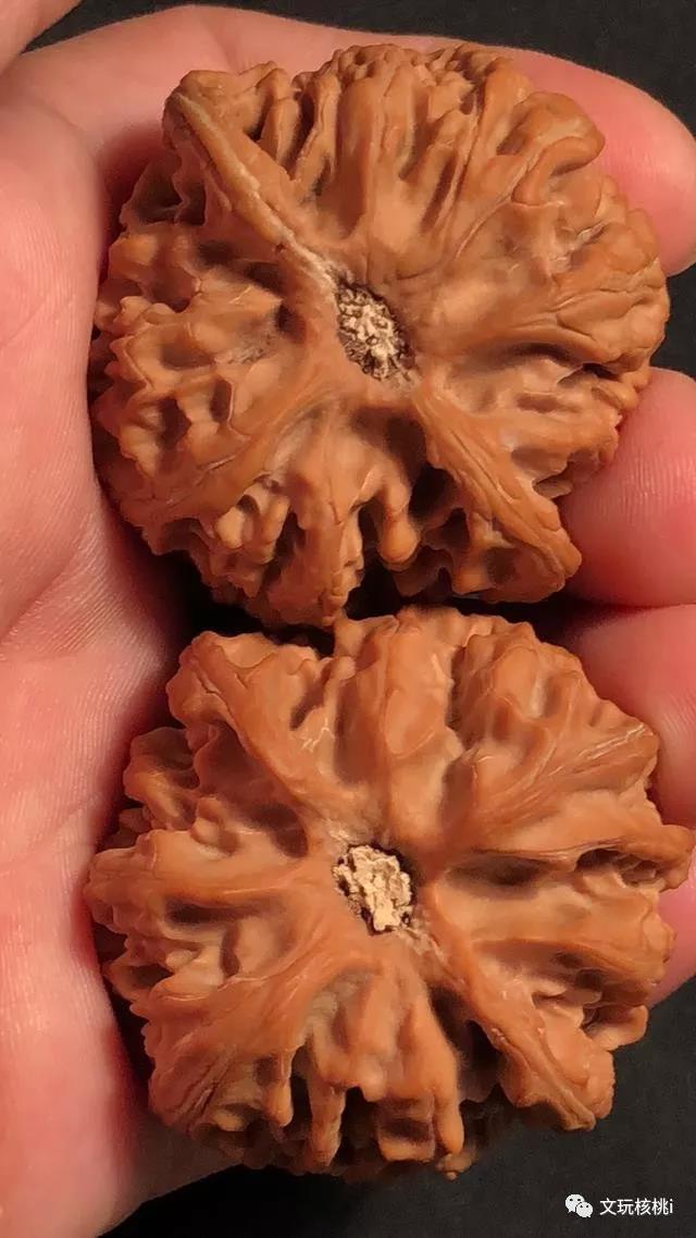 而且还容易出现花皮白尖隐黄,因为开青皮的时候核桃表面湿润,清理核桃