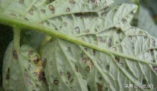 如何防治番茄细菌性叶斑病?