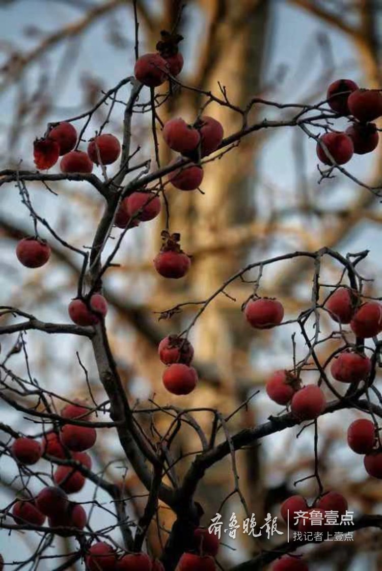 馋人!熟透了的柿子高高挂在树上