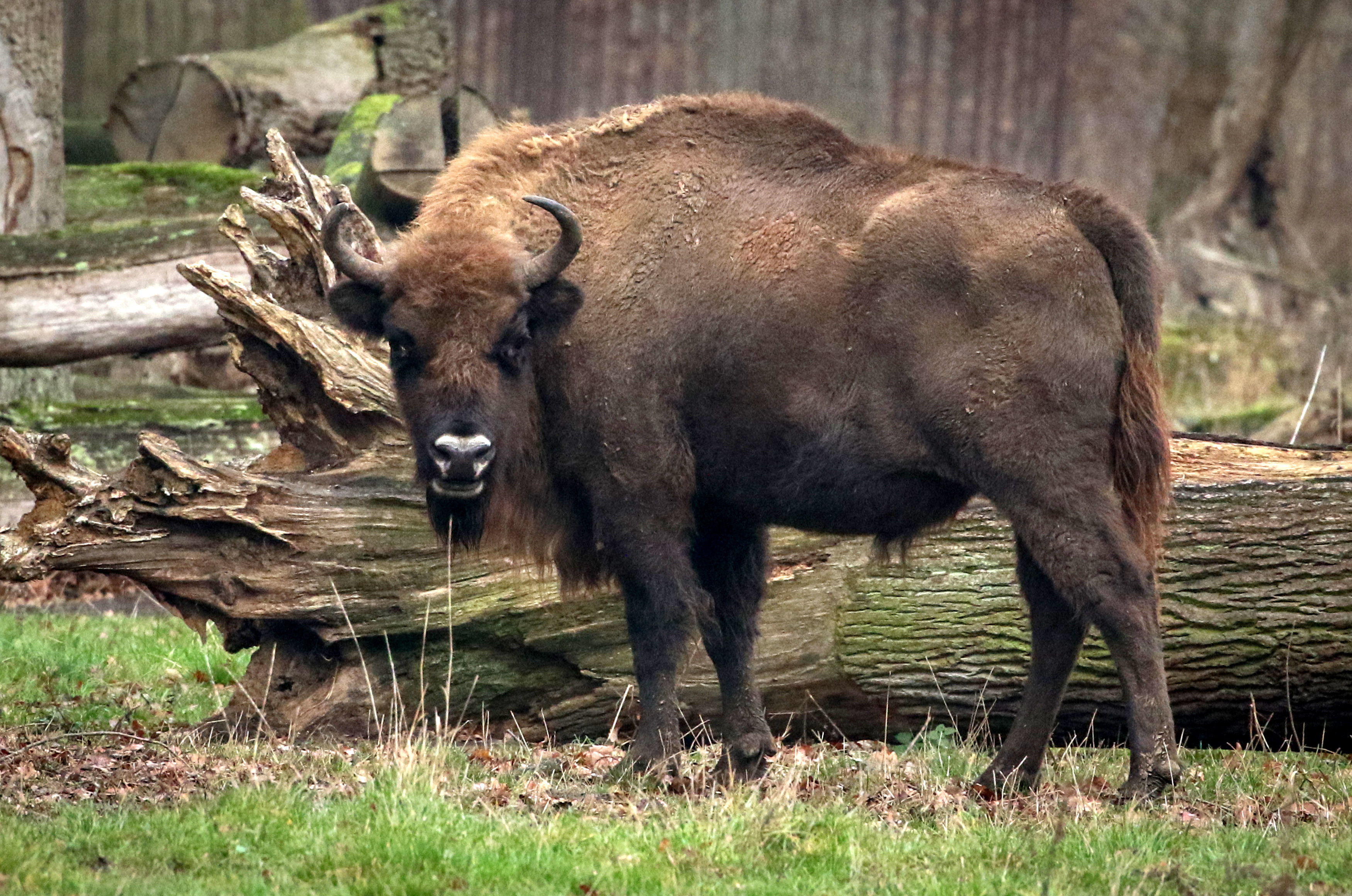 斯普林的"野牛和鹿"公园(2)