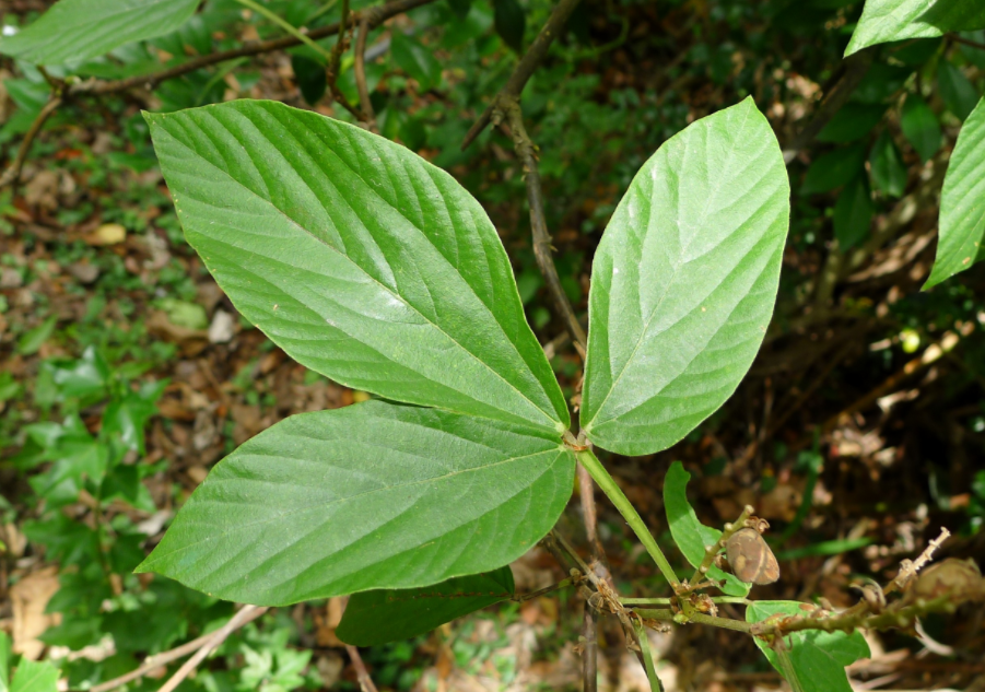 农村这植物,名为"千斤拔",价值很珍贵,您若遇见,请别采挖