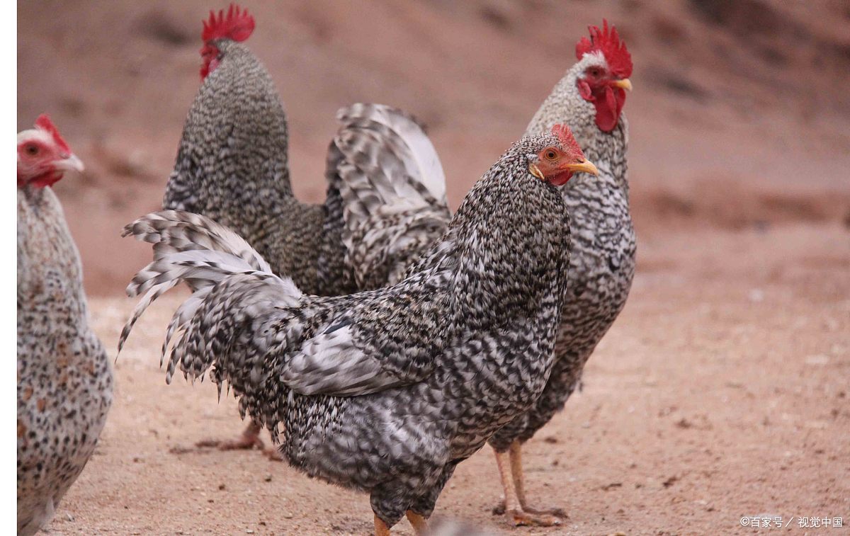 本土鸡 - 2020年最新商品信息聚合专区 - 百度爱采购