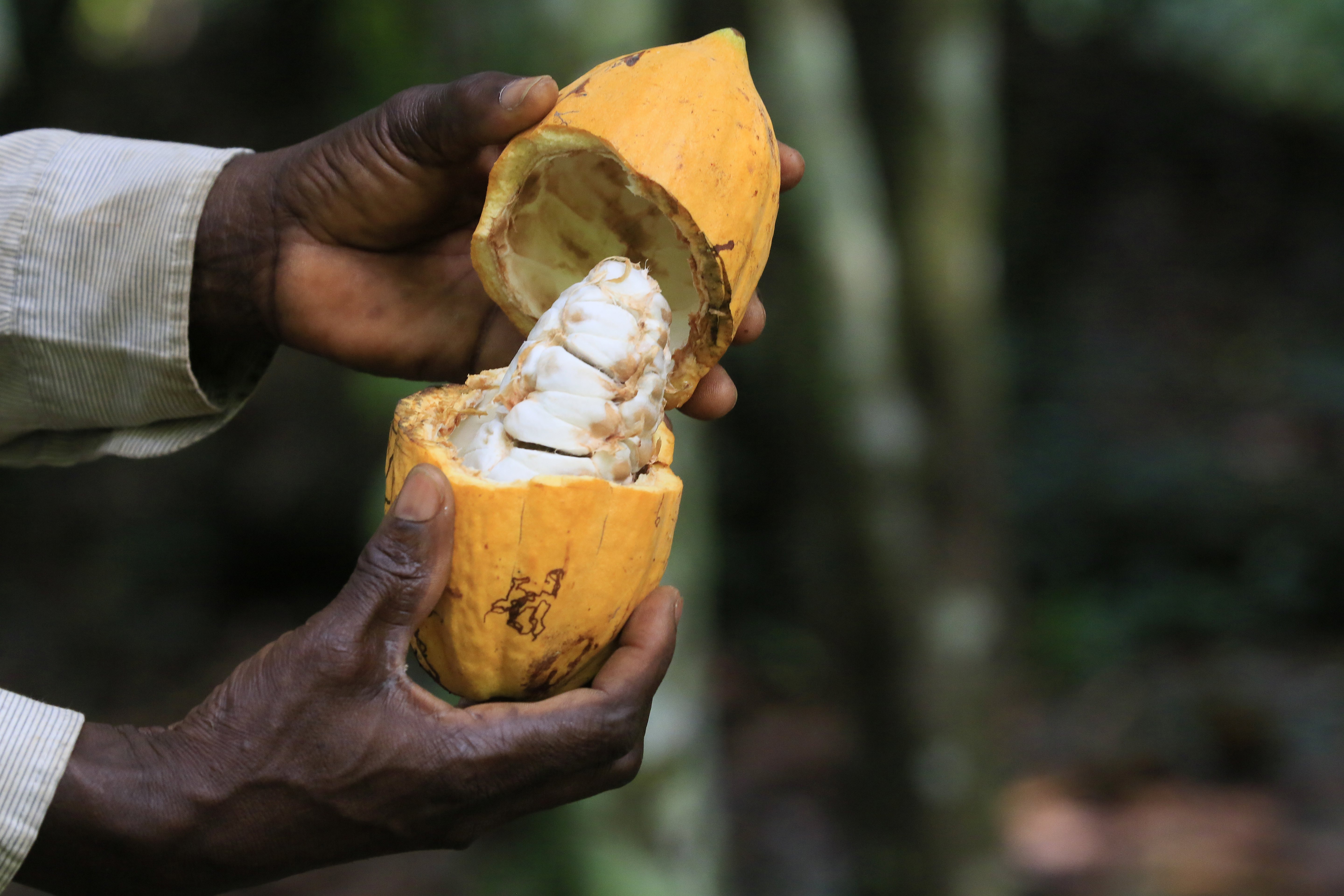 [8](外代二线)可可豆丰收