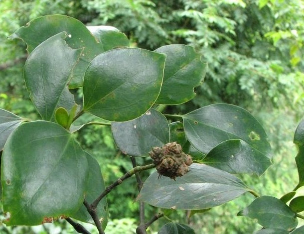 马蹄荷你真的了解吗?马蹄荷知识科普