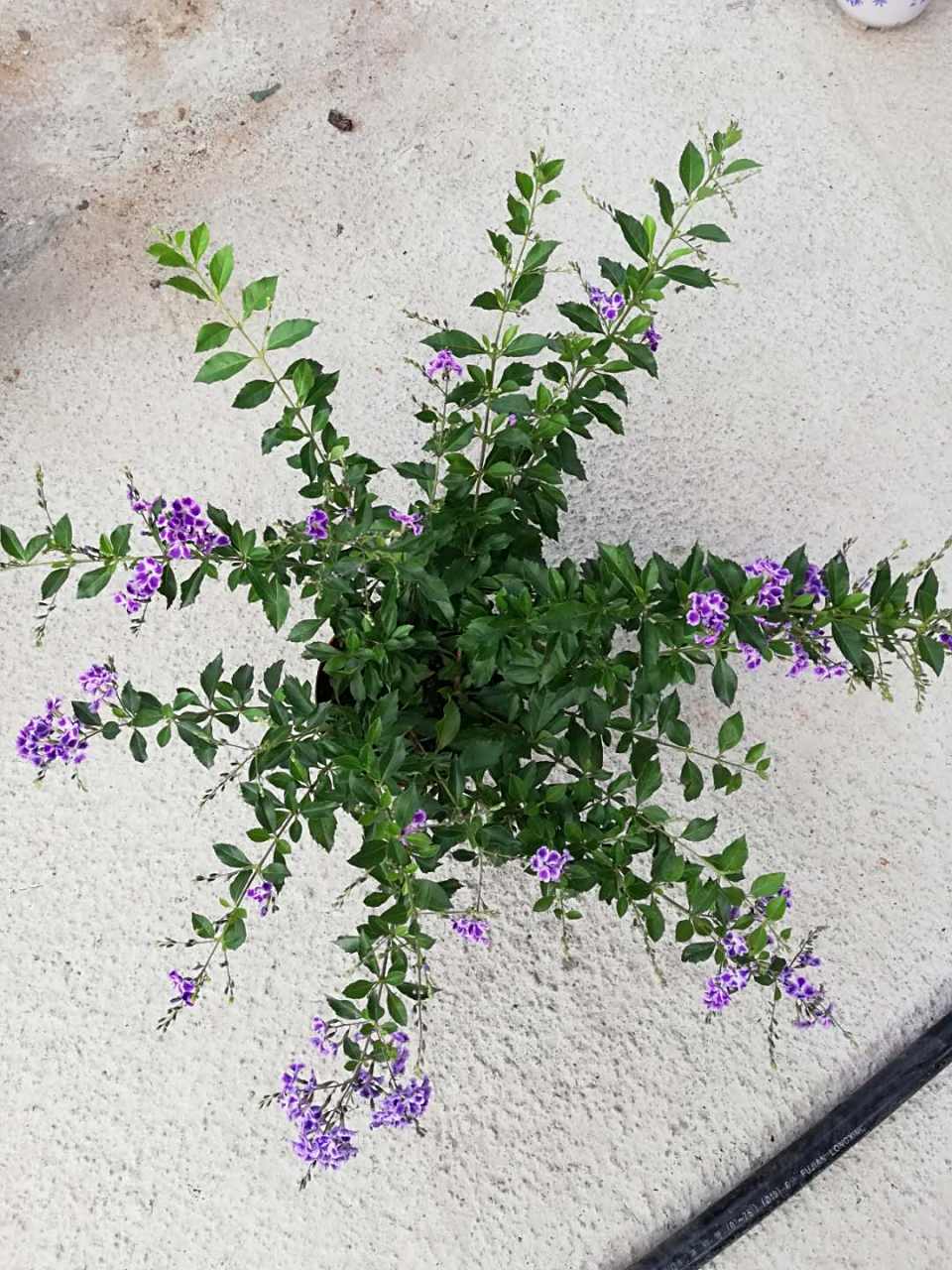 这个季节,香水连翘花开时真的有一股淡淡的巧克力味道.