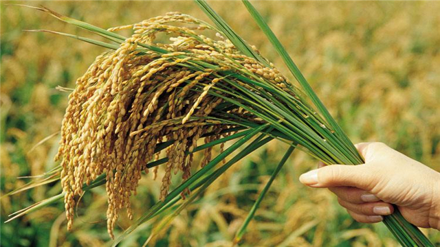 杂交水稻这样的培育作物是转基因吗?