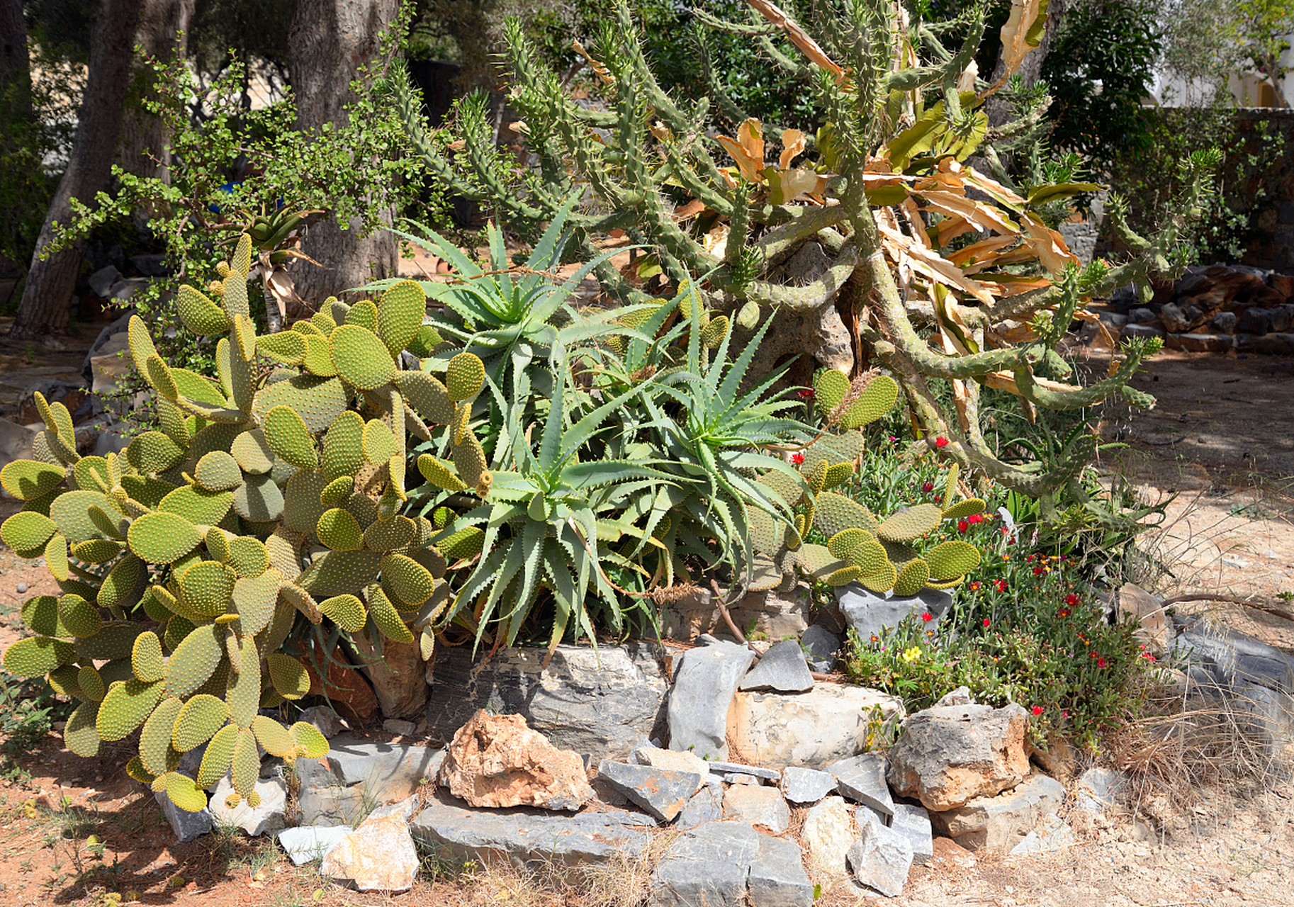 [原文:旱生植物有哪些?