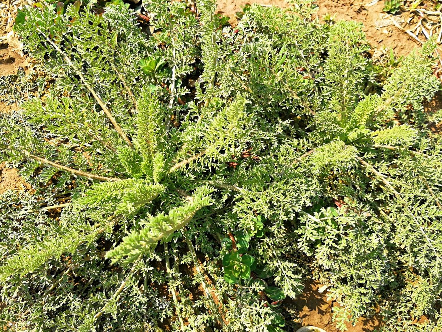 本是农田"害草",喂猪都不爱吃,奈何阳春三月被当野菜采成桩?