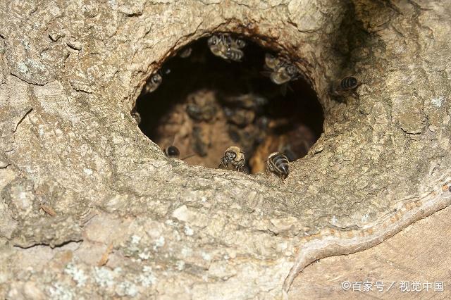 切叶蜂的巢图片图片