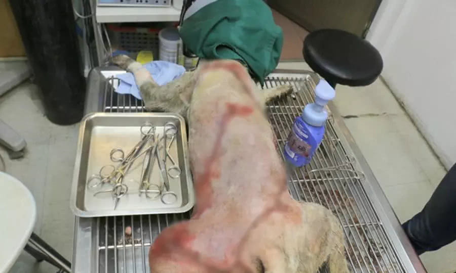 流浪狗被人迫害,几乎全身都被剥了皮,画面太让人心疼了!