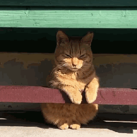 橘猫坐得端端正正晒太阳,好可爱!