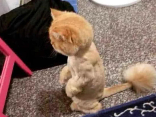 猫咪剪毛抑郁了,盯着镜子里的自己直发呆:这我还怎么撩小母猫?