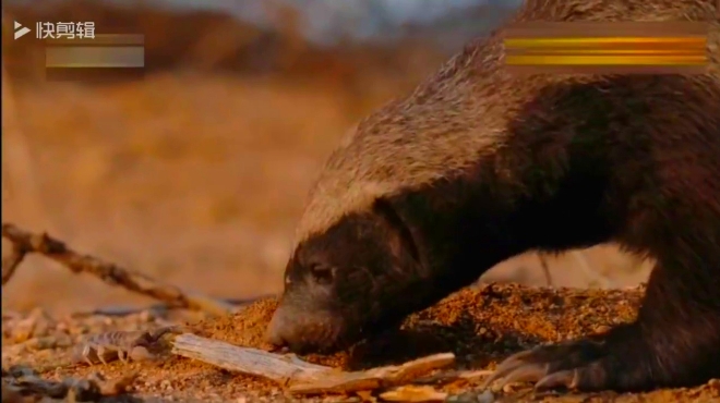 遇到平头哥蜜獾这个吃货,毒蝎子再小也是肉,抓住直接开吃
