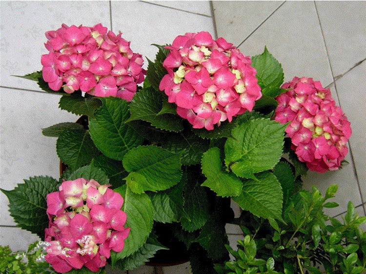 冬季养绣球,"2点"要做对,春天开花多10倍,朵朵都是大花球