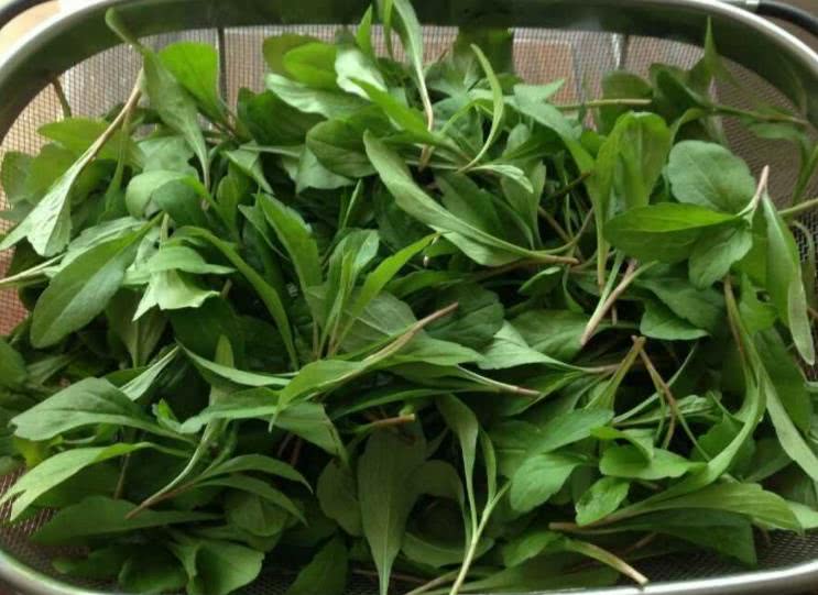 农村常见的一种植物,被农民称为"散瘀草",活血化瘀价值珍贵