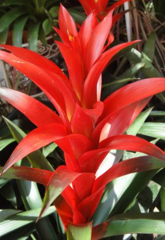 2种"旺运"花,别轻易送给别人,自家养越多,财运也越好