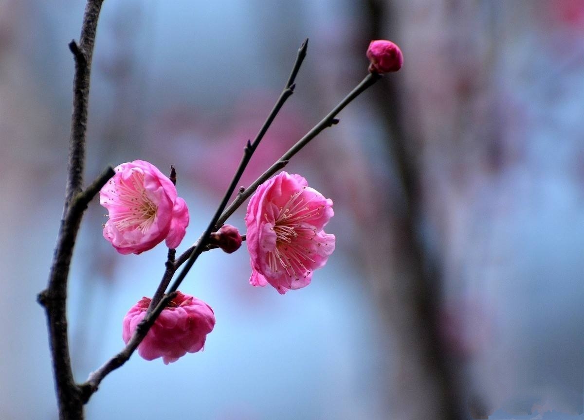 梅花香自苦寒来,漂亮的梅花