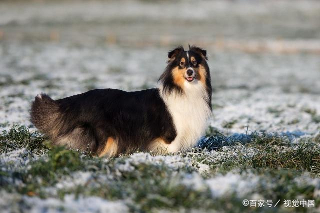 大家知道喜乐蒂犬和威尔士柯基犬吗?了解一下它的驯养