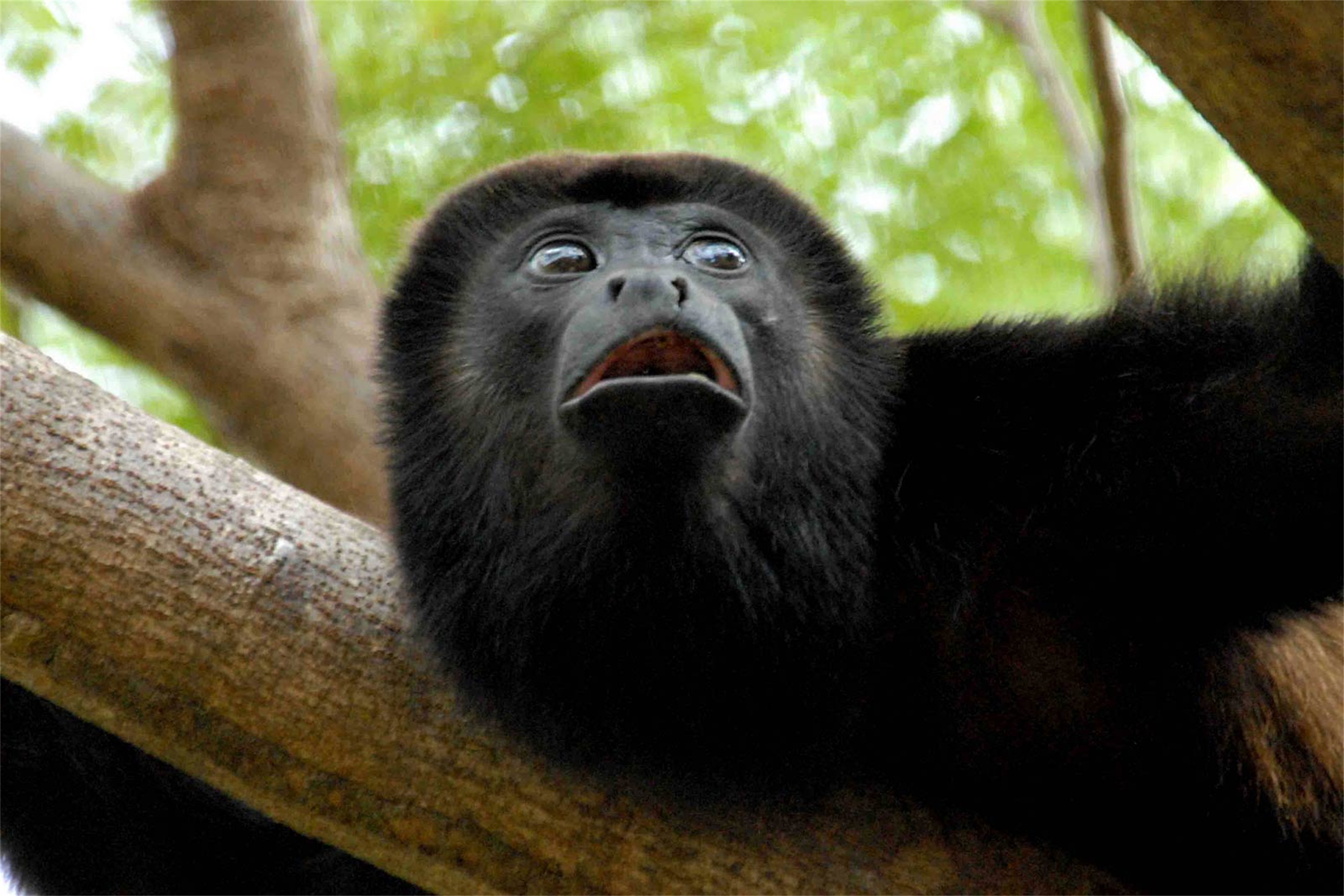黑金吼猴的图片图片