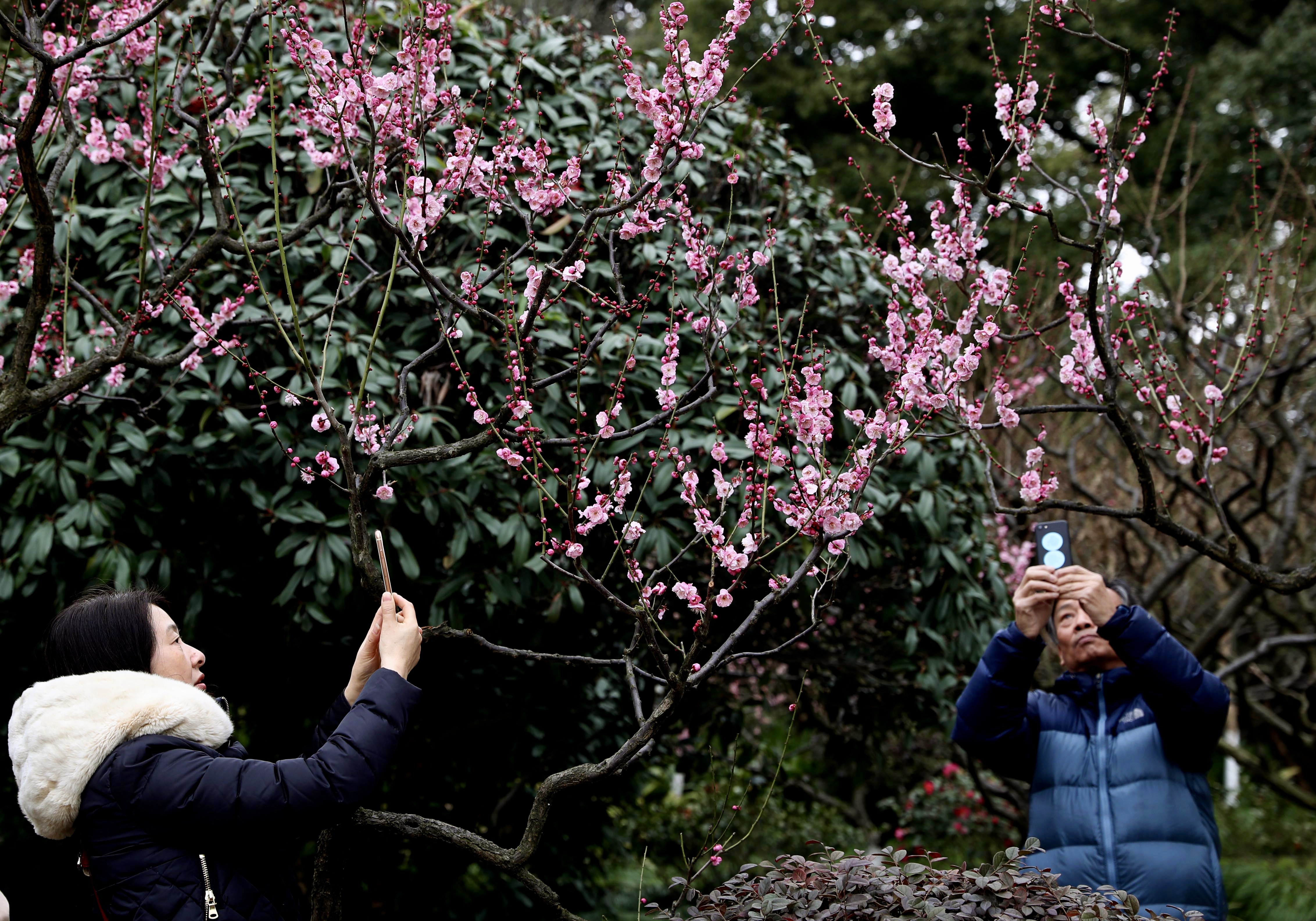 上海:新春赏花游园乐