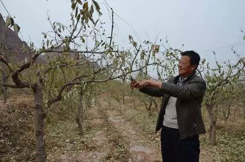 红枣树冬季修剪图片图片