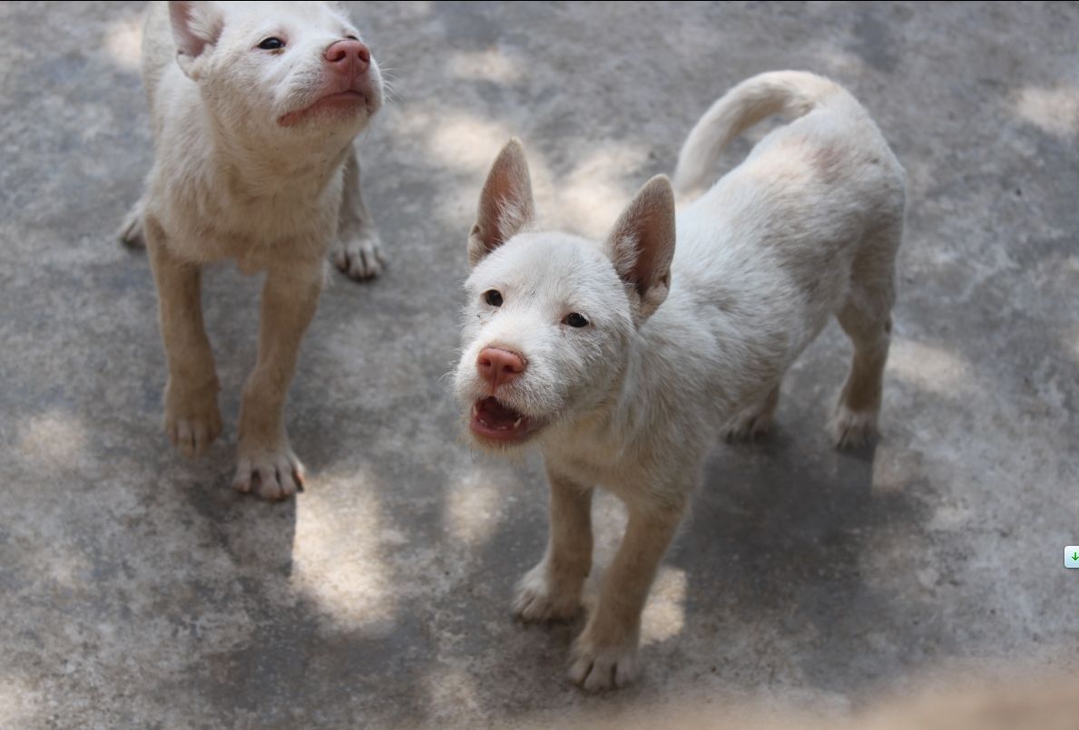 贵州从江猎犬怎样图片