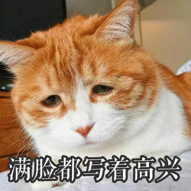 丧猫图片