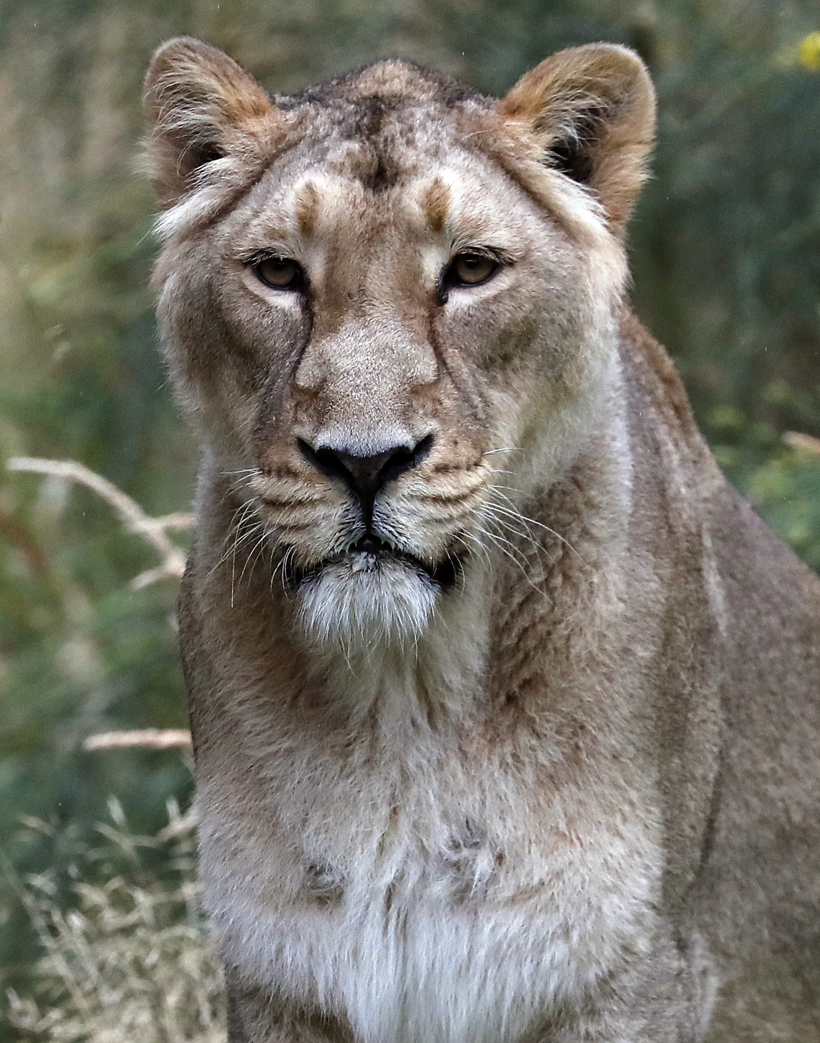 英国代表动物狮子图片
