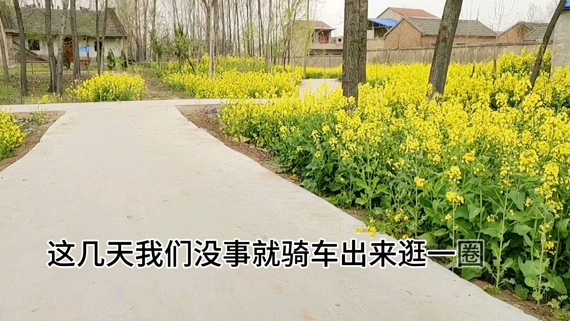 带你看看农村的油菜花,是么多的漂亮!
