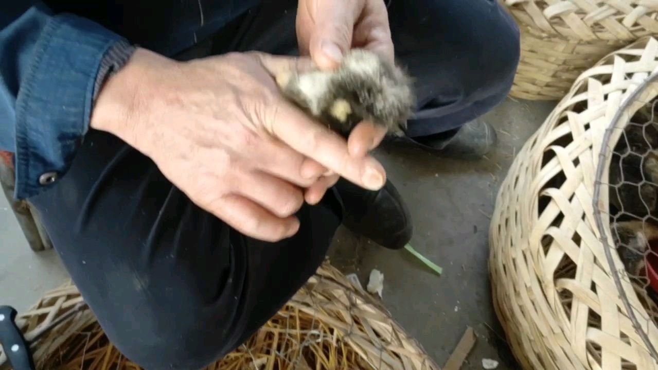 我相信大多数人都不知道如何区分小鸭子的公母,今天分享这一技能