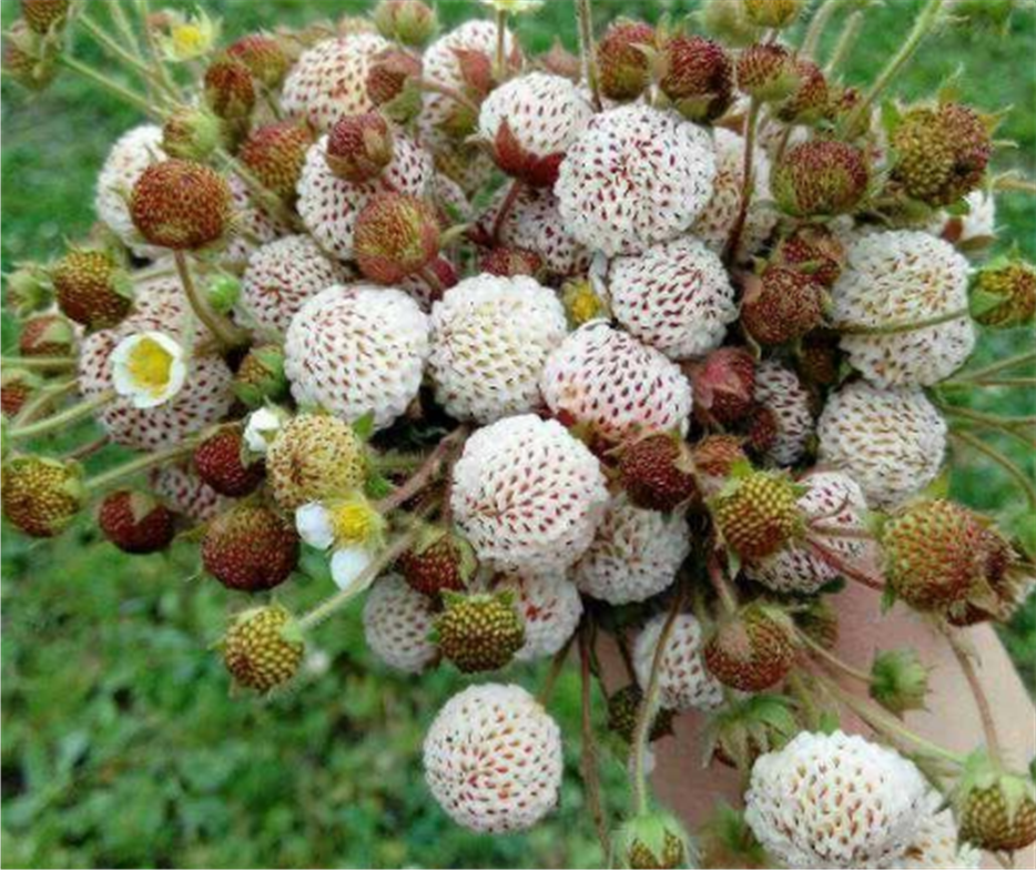 它被称为白草莓,在农村随处可见,你们小时候有吃过吗