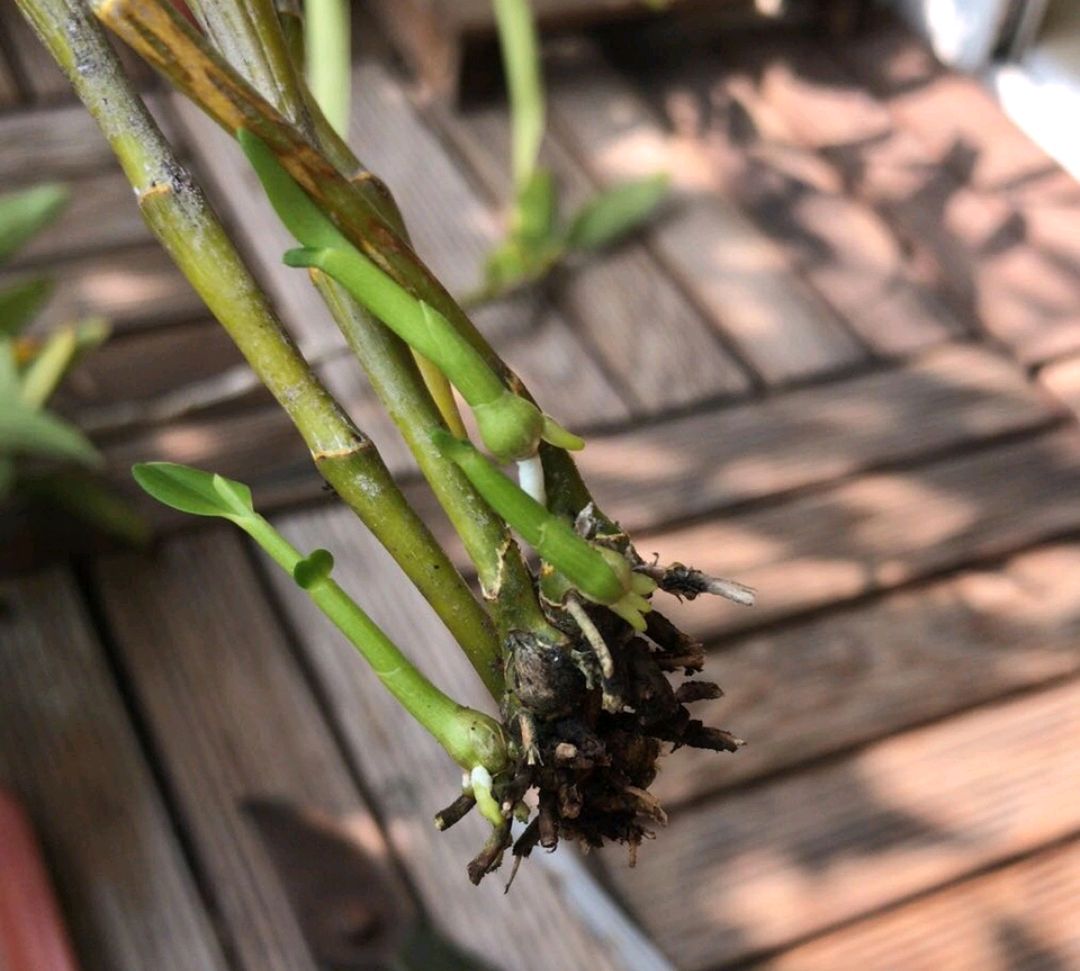 盆栽石斛兰根系越多越好吗?狠心剪平根部根,变多盆还易开花爆盆