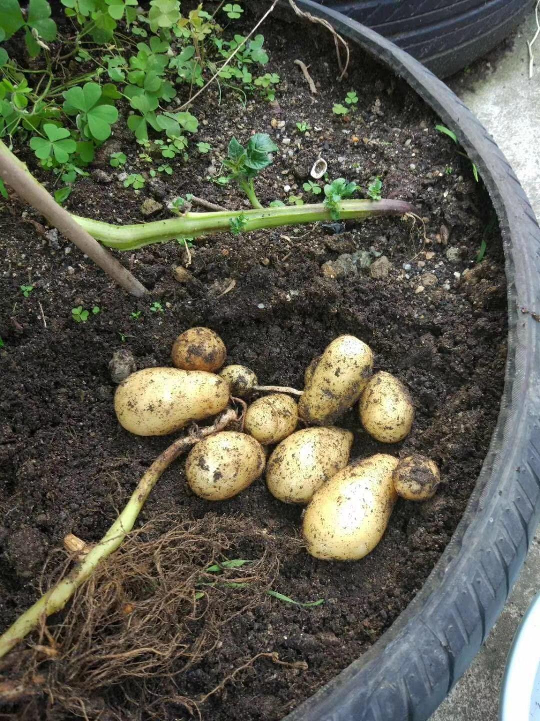 泡沫箱种土豆图片图片