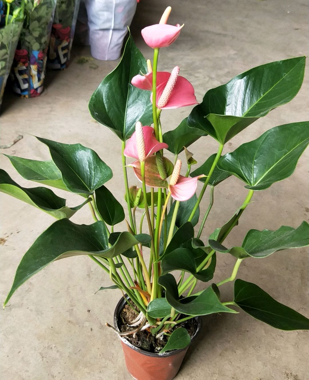 植物图:粉掌(天南星科花烛属)