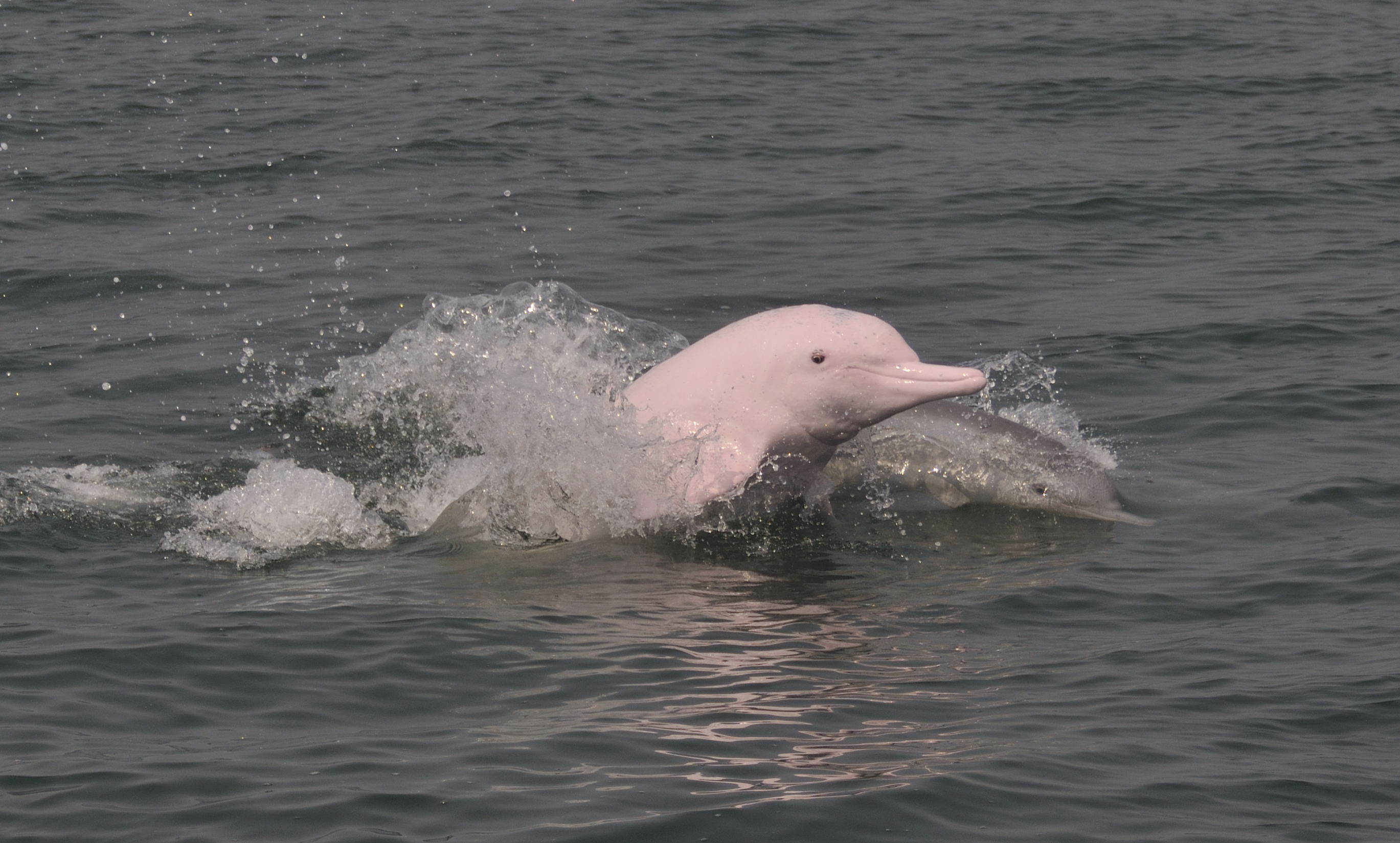 野外可活40多年的中华白海豚,圈养基本养不活,已经是濒危物种