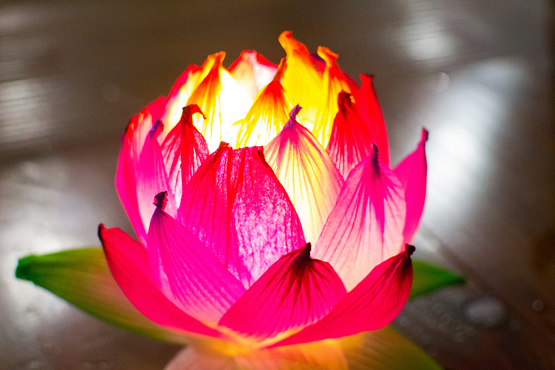 荷花灯也叫"和"灯或者"合"灯,属于河灯的一种,因为谐音,所以寓意着