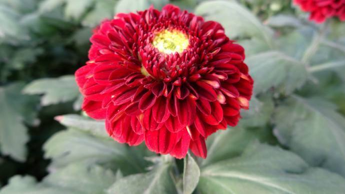 4月发文:养盆"乒乓菊系列"红色乒乓菊,似红灯笼,红红火火