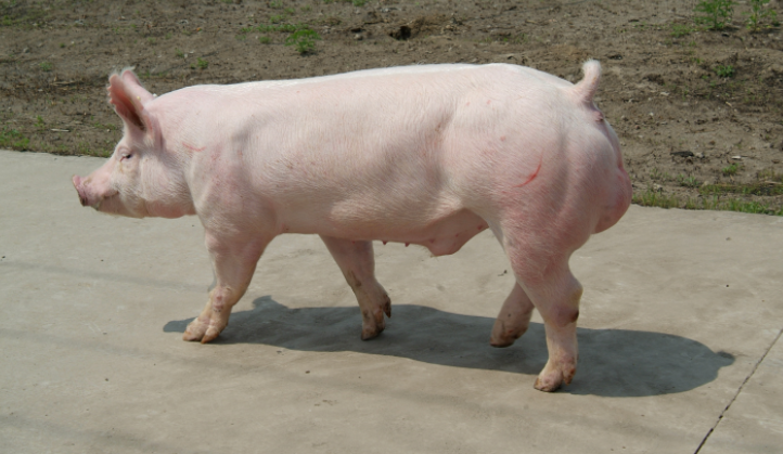 身材臃肿的肉猪,应该要在秋季健康度过,并且需要采取好的措施