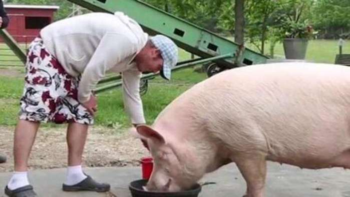 好白菜被猪拱了:20岁帅哥娶母猪为妻 婚后生活让人羡慕