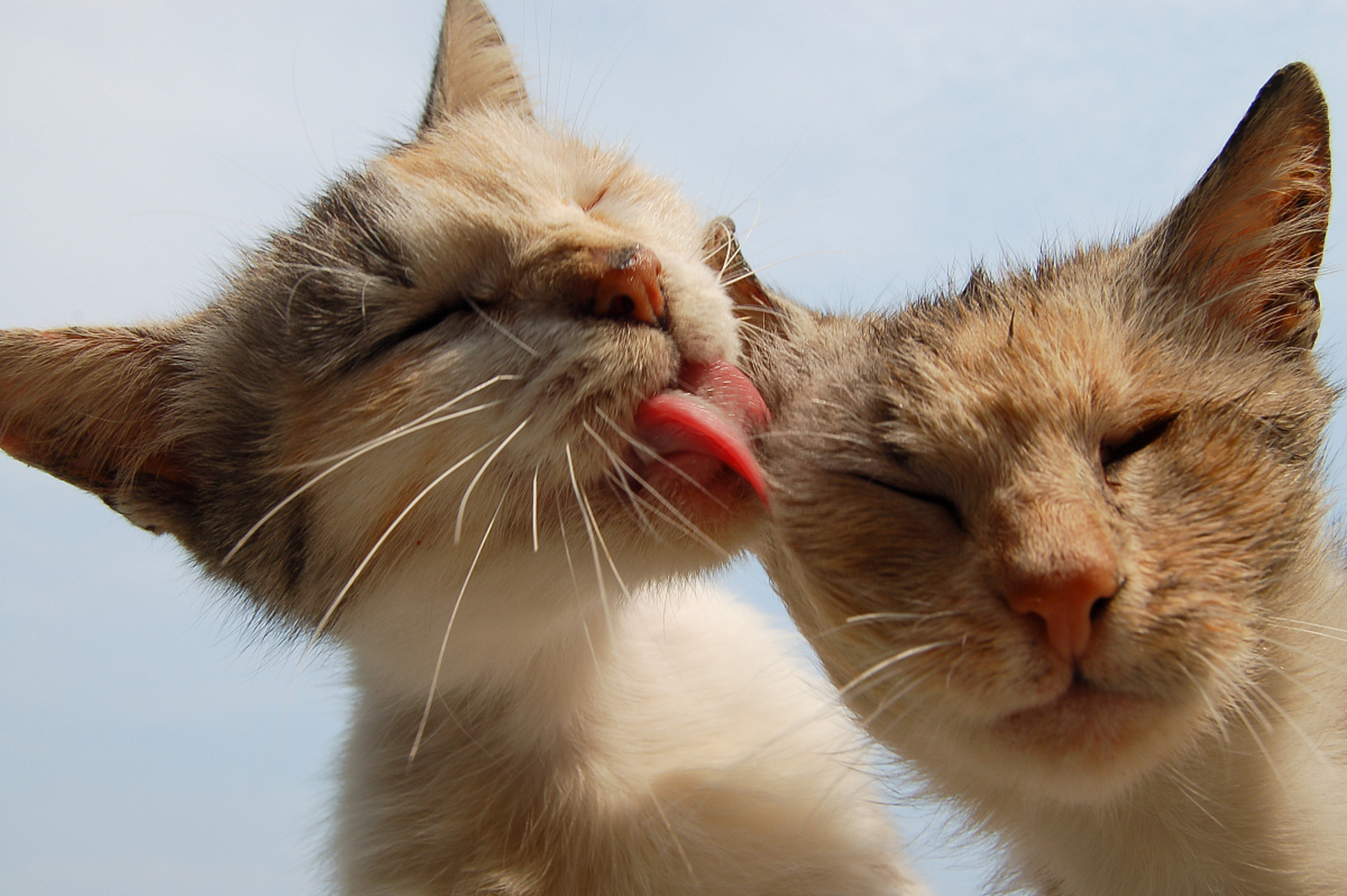 猫咪和主人亲密的图片图片