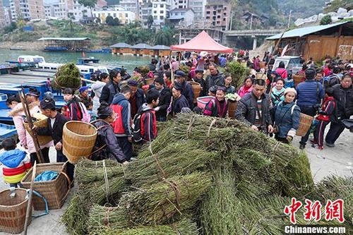 关注中药材质量:药材种植规范 质量才能上乘