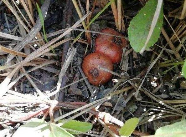 这种野味被称为野地瓜,是一种可以集食用,药用,绿化,观赏于一体的多