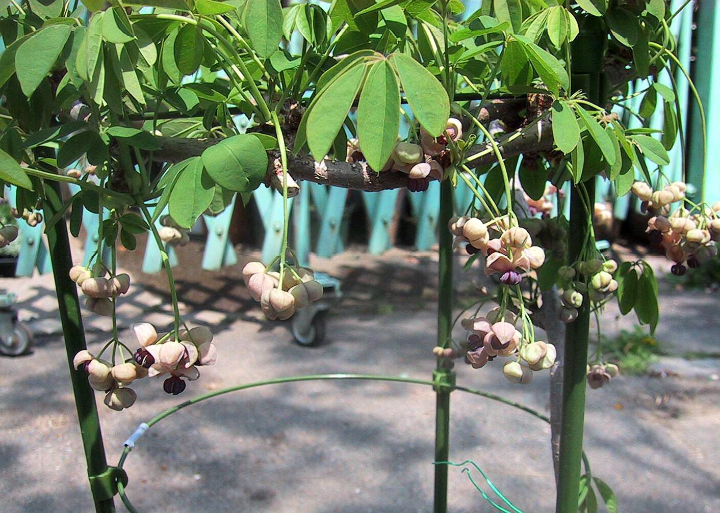 通草种植 - 2020年最新商品信息聚合专区 - 百度爱采购