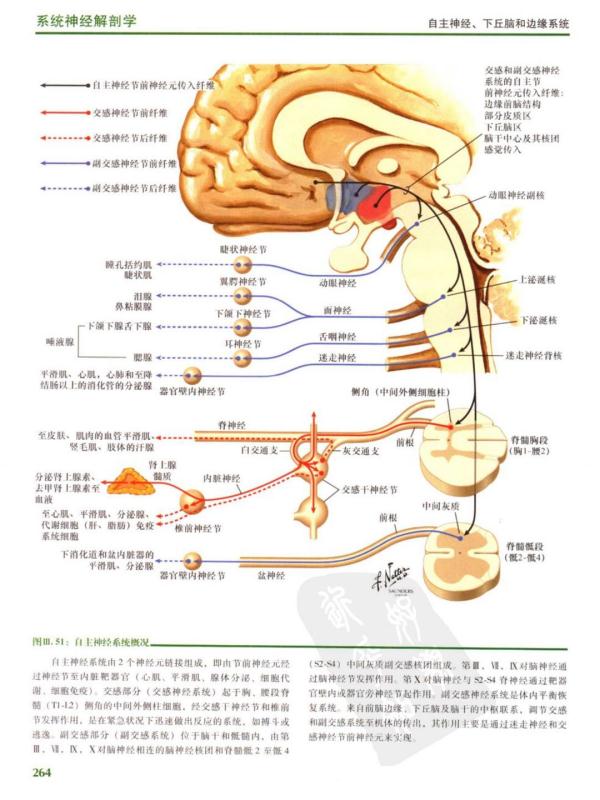 边缘系统立体解剖图图片