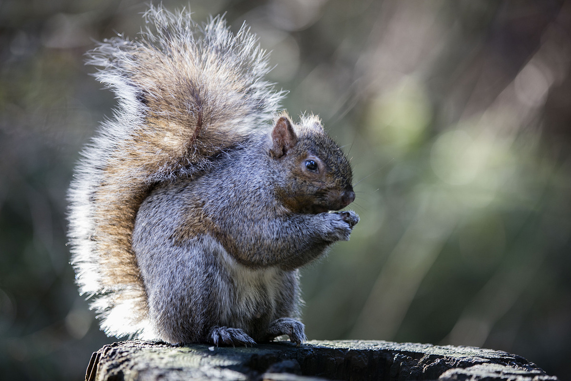 松鼠是啮齿目松鼠科松鼠属的哺乳动物.