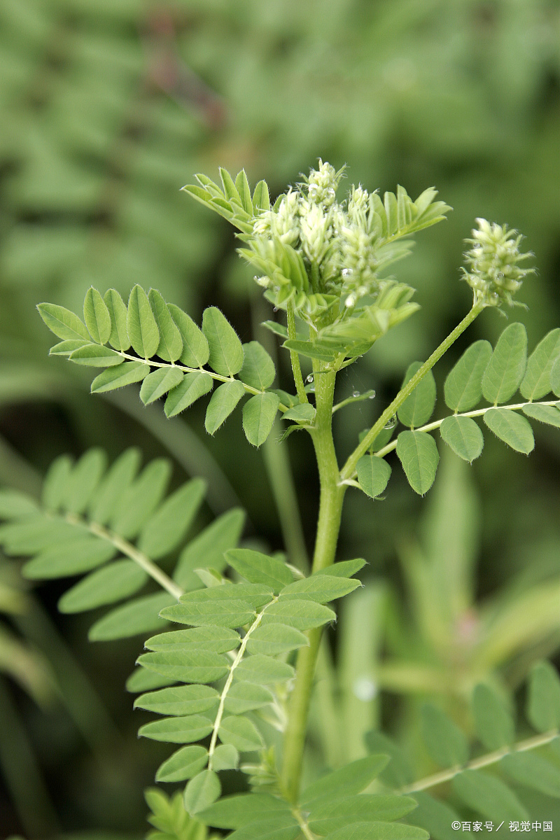 黄芪- 热门商品专区